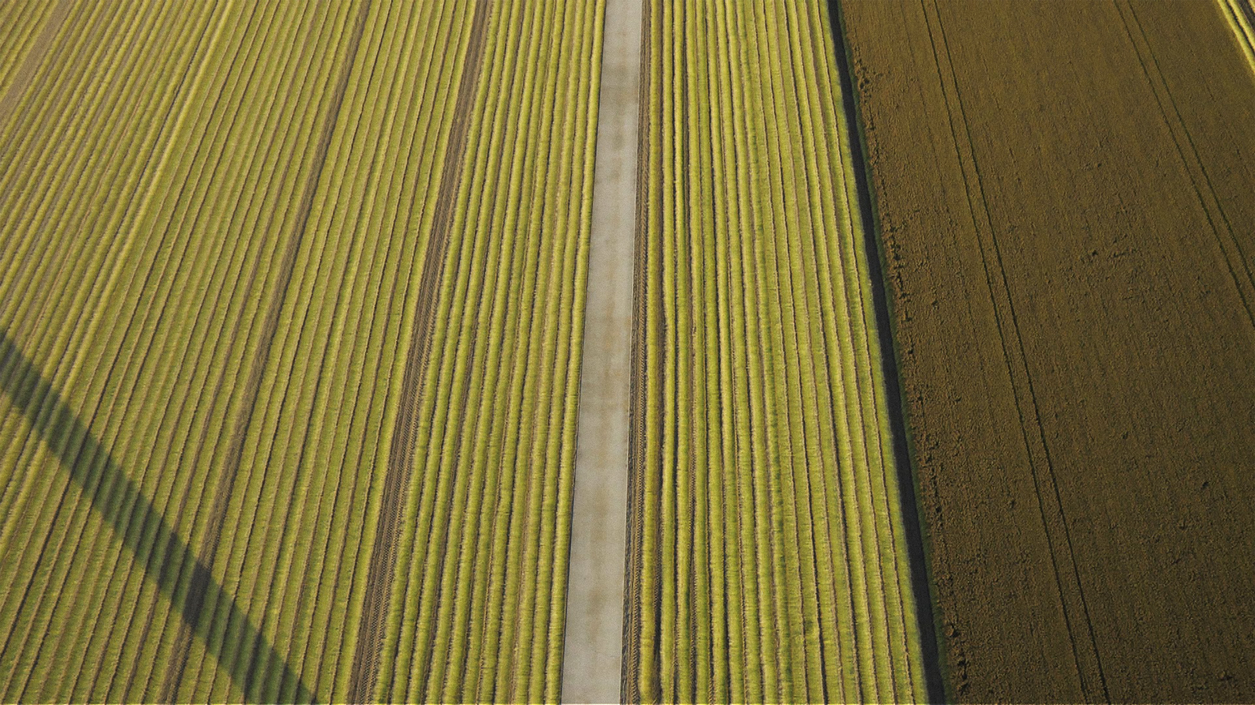 Flax Field Harvest Still Roel Van Tour